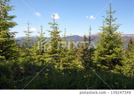 Summer Gorgany massiv mountains scenery view from Sevenei hill (near Yablunytsia pass, Carpathians, Ukraine.) 139247349