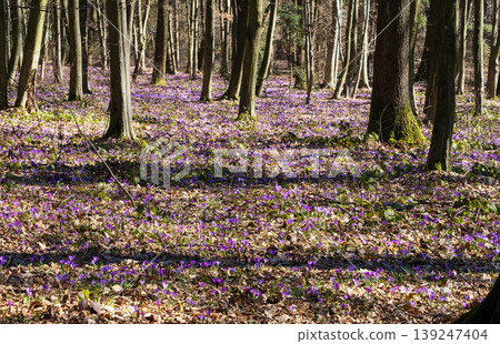 Violet Crocus heuffelianus (Crocus vernus) flowers in spring forest. Violet Crocus heuffelianus (Crocus vernus) flowers in spring forest. 139247404