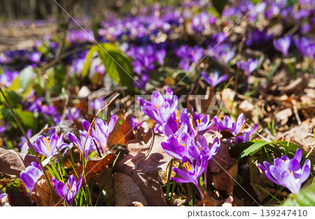 Violet Crocus heuffelianus (Crocus vernus) flowers in spring forest. 139247410