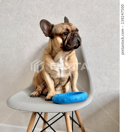 A fawn-colored French bulldog dog in a close-up home environment A fawn-colored French bulldog dog in a close-up home environment 139247500