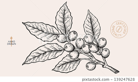 Vintage coffee branch bean plant sketch 139247628