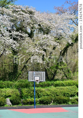 竹之丘公園(長崎縣大村市):以櫻花和杜鵑花而聞名。 竹之丘公園(長崎縣大村市):以櫻花和杜鵑花而聞名。 139247678