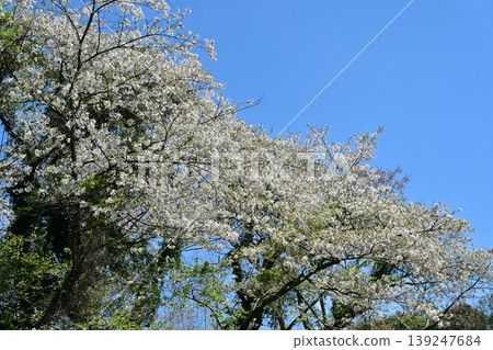 Takenokoba Park (Omura City, Nagasaki Prefecture): Famous for cherry blossoms and azaleas. Takenokoba Park (Omura City, Nagasaki Prefecture): Famous for cherry blossoms and azaleas. 139247684