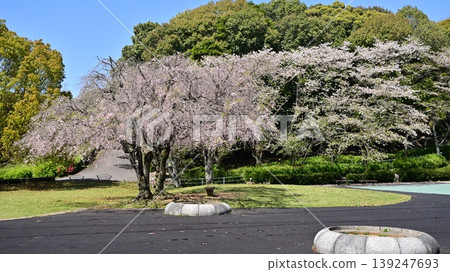 Takenokoba Park (Omura City, Nagasaki Prefecture): Famous for cherry blossoms and azaleas. Takenokoba Park (Omura City, Nagasaki Prefecture): Famous for cherry blossoms and azaleas. 139247693