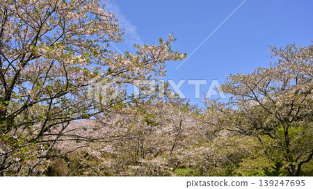 竹之丘公園（長崎縣大村市）：以櫻花和杜鵑花而聞名。 139247695