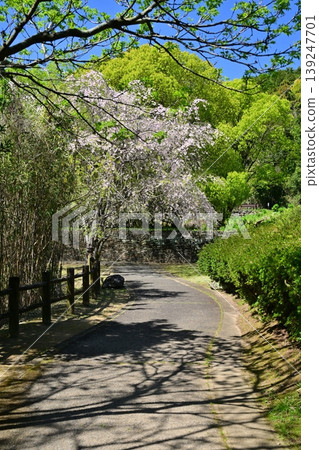 竹之丘公園（長崎縣大村市）：以櫻花和杜鵑花而聞名。 139247701