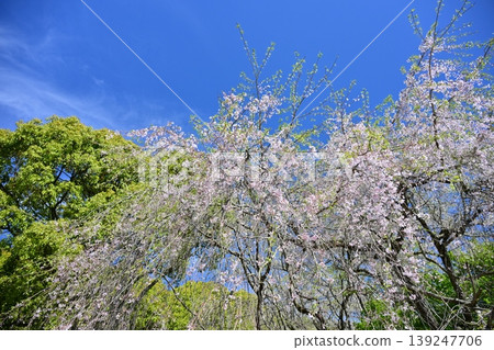 竹之丘公園（長崎縣大村市）：以櫻花和杜鵑花而聞名。 139247706