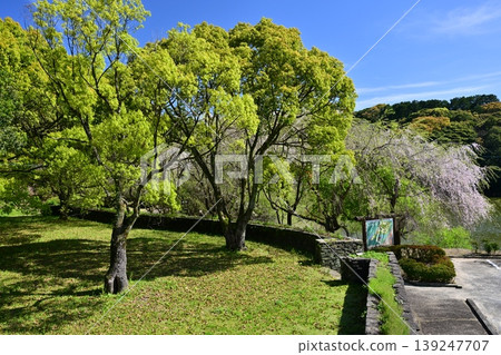 竹之丘公園（長崎縣大村市）：以櫻花和杜鵑花而聞名。 139247707