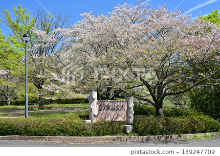 竹之丘公園(長崎縣大村市):以櫻花和杜鵑花而聞名。 竹之丘公園(長崎縣大村市):以櫻花和杜鵑花而聞名。 139247709