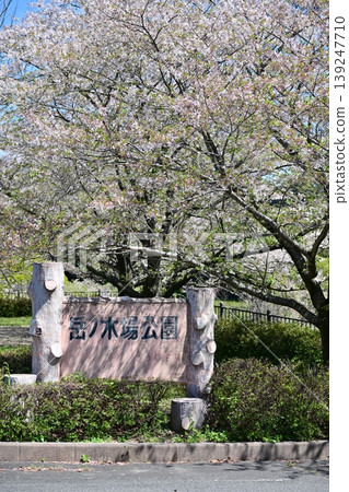 竹之丘公園（長崎縣大村市）：以櫻花和杜鵑花而聞名。 139247710