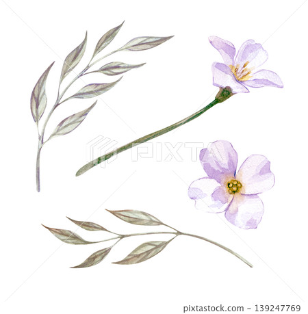 Watercolor set with white flowers and thin silver-green leaves. Realistic clipart on an isolated background. For Easter greeting cards, wedding stationery, feminine branding, spring drawings, and Watercolor set with white flowers and thin silver-green leaves. Realistic clipart on an isolated background. For Easter greeting cards, wedding stationery, feminine branding, spring drawings, and 139247769