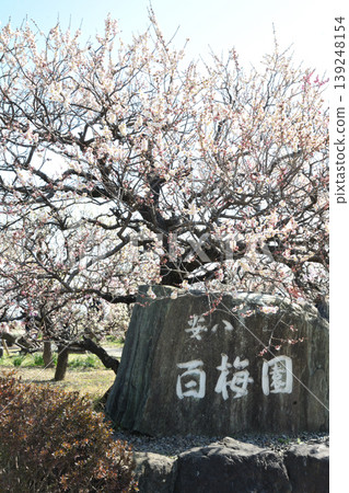 安八百梅園的梅花 安八百梅園的梅花 139248154