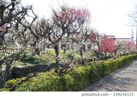 安八百梅園的梅花 139248155