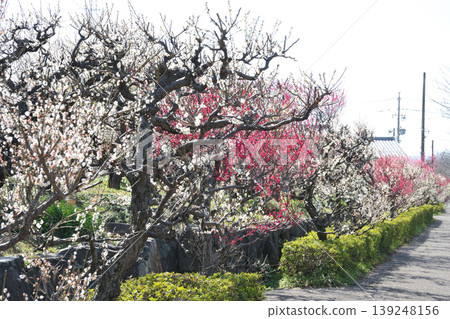 安八百梅園的梅花 139248156