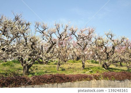 Plum blossoms at Anpachi Hyakubaien 139248161