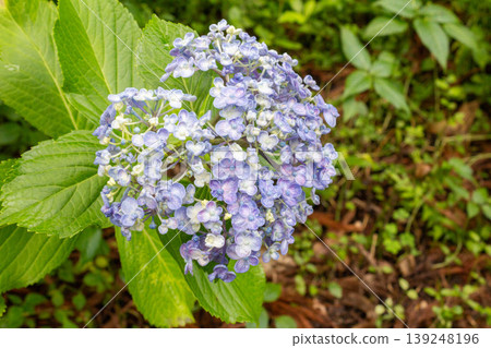 Hydrangea flowers (swirl hydrangea) Hydrangea flowers (swirl hydrangea) 139248196