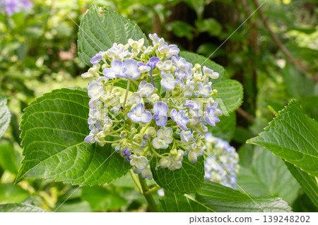 Hydrangea flowers (swirl hydrangea) Hydrangea flowers (swirl hydrangea) 139248202
