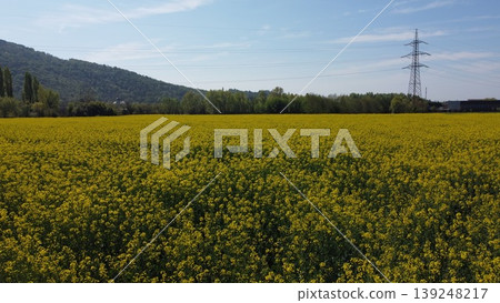 A vibrant yellow canola field in full bloom during springtime, with a small rural village and the mountains of the Brescia area in the background. Taken with a drone. 139248217
