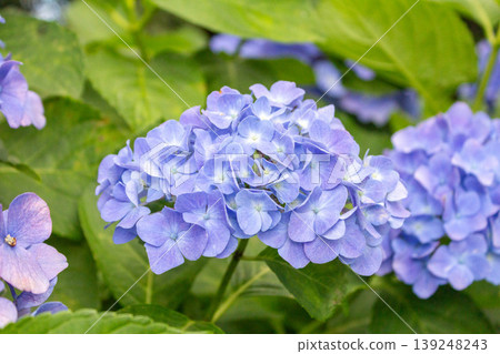 繡球花(海藍色) 繡球花(海藍色) 139248243