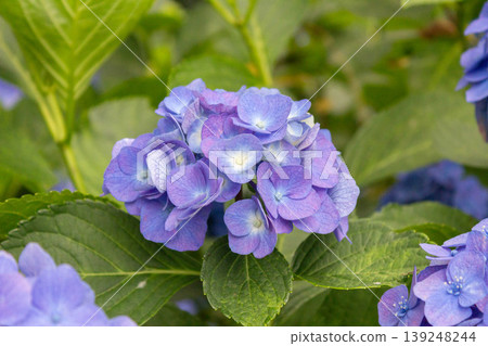 Hydrangea flowers (marine blue) Hydrangea flowers (marine blue) 139248244