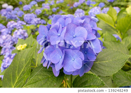 繡球花(海藍色) 繡球花(海藍色) 139248249