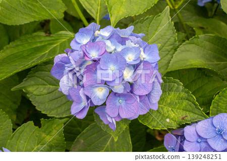 繡球花(海藍色) 繡球花(海藍色) 139248251