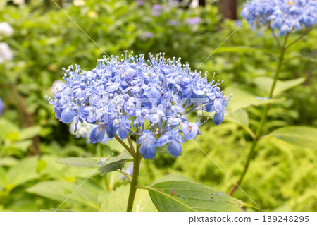 Hydrangea flower (Tenryu Chidori) 139248295