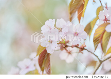 Up of cherry blossoms Up of cherry blossoms 139248317