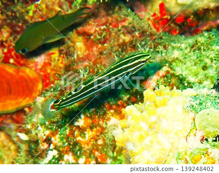A golden-striped goby photographed in Okinawa A golden-striped goby photographed in Okinawa 139248402