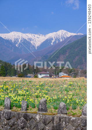 [Daffodils on Kōzenji Street] Stone Buddha statues, daffodils, and the Central Alps [Komagane City] 139248403