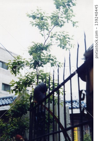 Bird on Fence with Urban Greenery 139248445