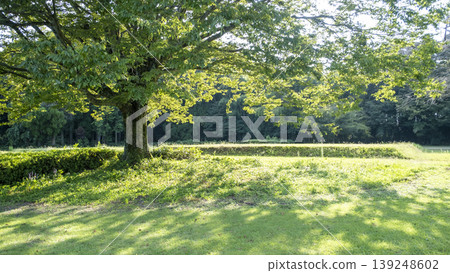 A park where the sun shines through the trees A park where the sun shines through the trees 139248602