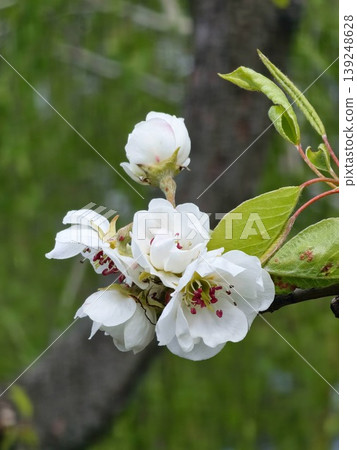 A close-up of blooming pear flowers on a branch in spring. The white flowers of the pear tree, Pyrus communis, stand against a medium-dark green background in natural light. A close-up of blooming pear flowers on a branch in spring. The white flowers of the pear tree, Pyrus communis, stand against a medium-dark green background in natural light. 139248628
