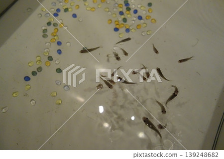 Small Fish and Colorful Beads in Water Small Fish and Colorful Beads in Water 139248682
