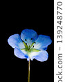 Nemophila in full bloom 139248770