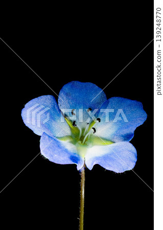 Nemophila in full bloom Nemophila in full bloom 139248770