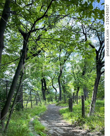 A walking path in the park, covered with lush green trees and dappled sunlight. A walking path in the park, covered with lush green trees and dappled sunlight. 139248907