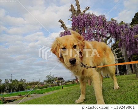 紫藤花和一隻金毛尋回犬 紫藤花和一隻金毛尋回犬 139249001