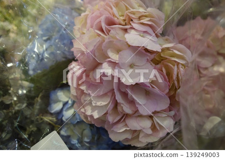 Pink and Blue Hydrangea Bouquet Close-up Pink and Blue Hydrangea Bouquet Close-up 139249003