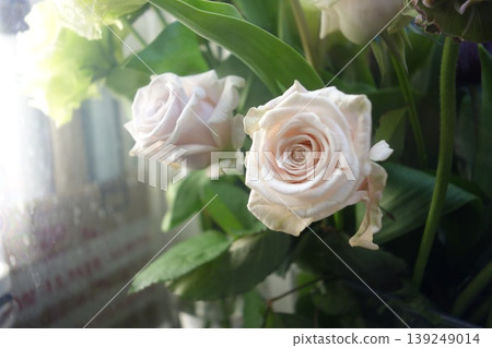 Soft Pink Roses in Natural Light Soft Pink Roses in Natural Light 139249014