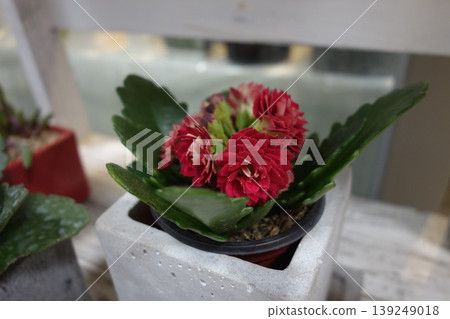 Red Flowering Plant in Concrete Planter Red Flowering Plant in Concrete Planter 139249018