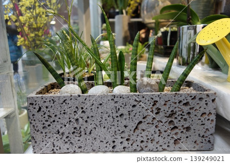 Concrete Planter with Snake Plants and Decorative Stones Concrete Planter with Snake Plants and Decorative Stones 139249021