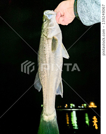 A sea bass caught in the sea at night 139249067