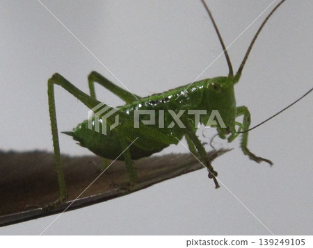 Grasshopper 139249105