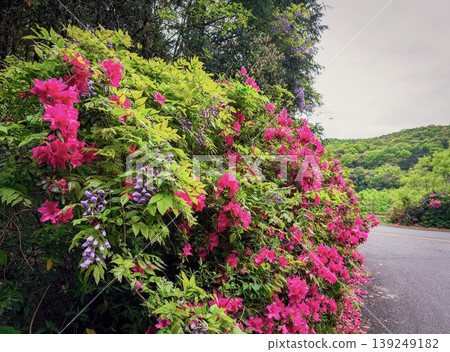 Azaleas and wisteria in full bloom along the roadside, and fresh green leaves. Azaleas and wisteria in full bloom along the roadside, and fresh green leaves. 139249182