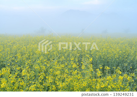 強姦開花 強姦開花 139249231