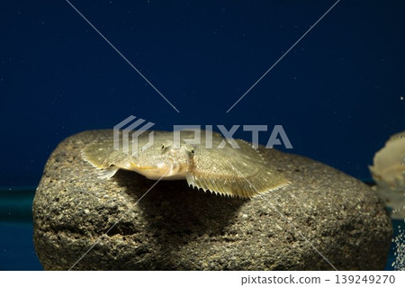 Flounder (Stone flounder), saltwater fish, flounder front view Flounder (Stone flounder), saltwater fish, flounder front view 139249270