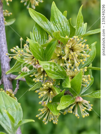 A flowering branch of Cornelian cherry, Cornus mas, in early spring A flowering branch of Cornelian cherry, Cornus mas, in early spring 139249296