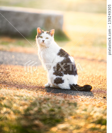 A stray cat illuminated by the sunset A stray cat illuminated by the sunset 139249305
