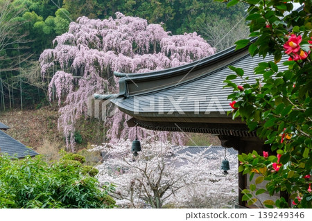 寺廟鐘聲與福壽寺櫻花 寺廟鐘聲與福壽寺櫻花 139249346